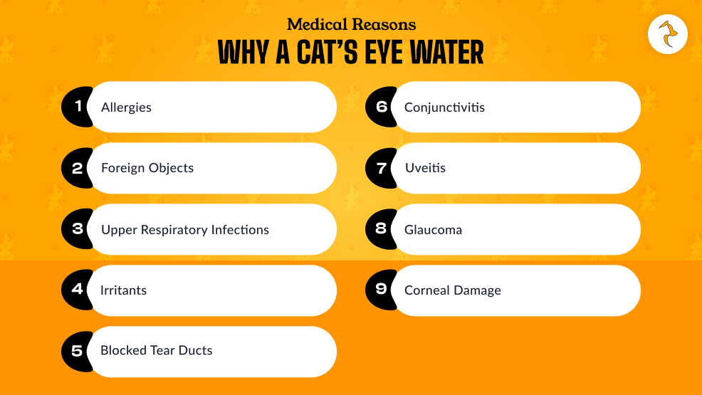 Can Cats Cry_ Medical Reasons Why A Cat’s Eye Water