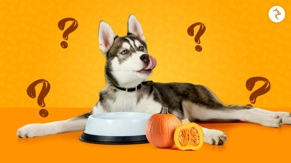 Can Dogs Eat Pumpkin_