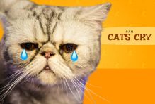 Can cats cry