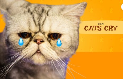 Can cats cry