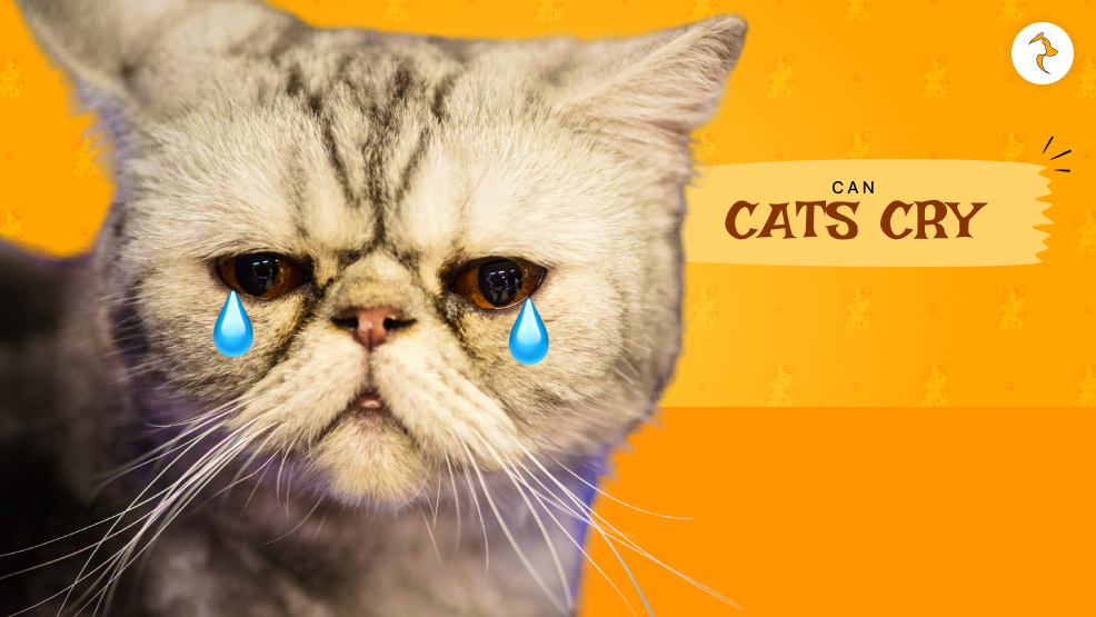 Can cats cry