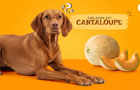 Can dogs eat cantaloupe
