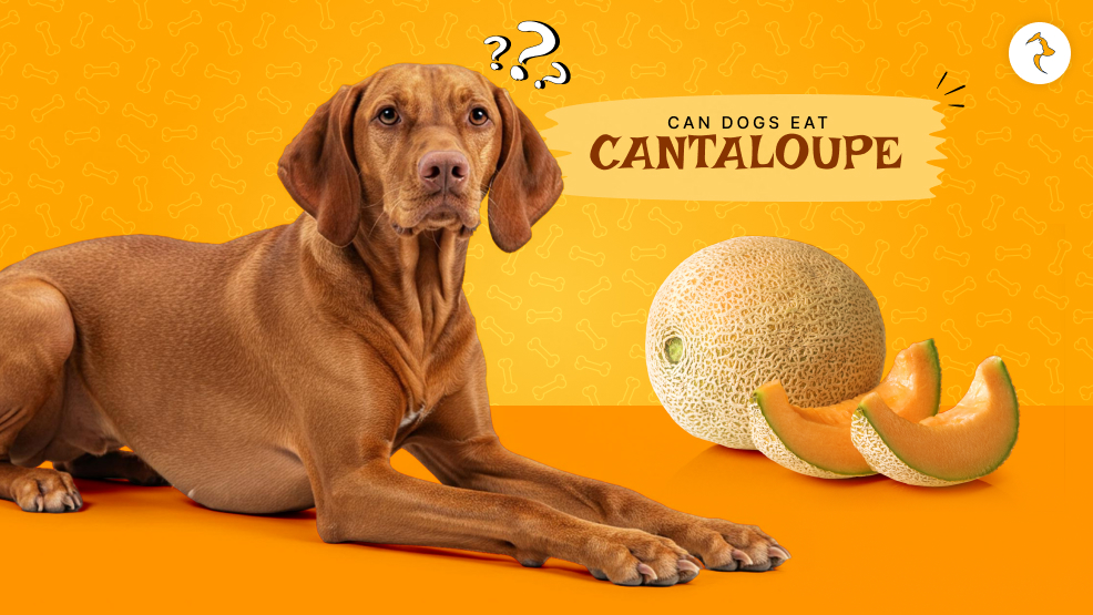Can dogs eat cantaloupe