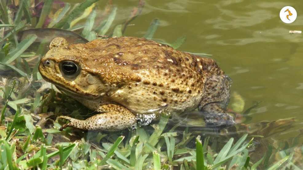 Cane Toads