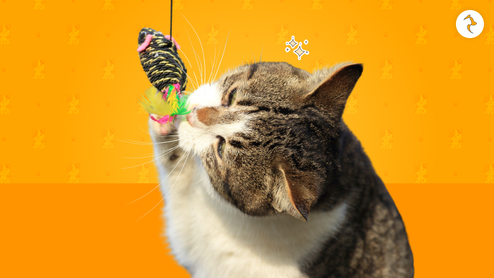 Cat Toys To Get_ Our Top Picks