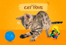 Cat toys