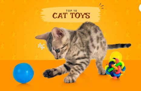 Cat toys