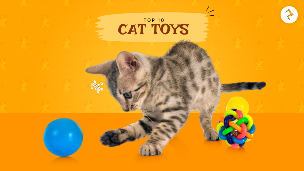 Cat toys