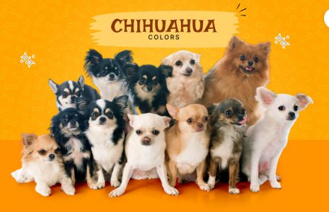 Chihuahua Colors