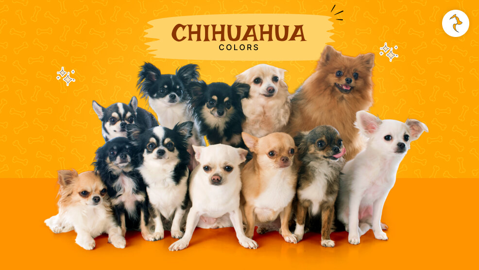 Chihuahua Colors