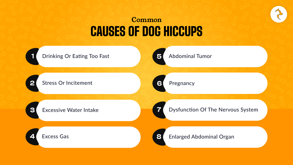 Common Causes Of Dog Hiccups