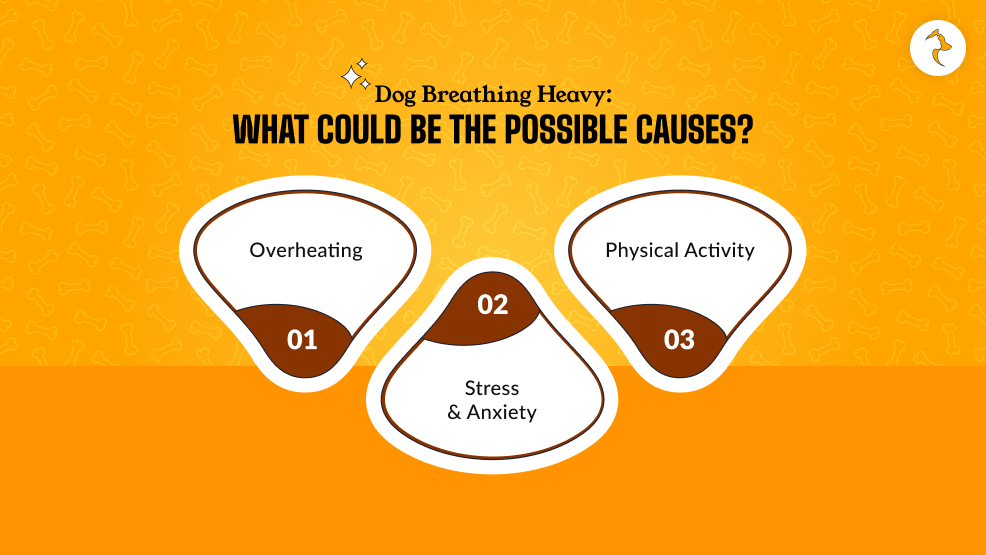 Dog Breathing Heavy_ What Could Be The Possible Causes?
