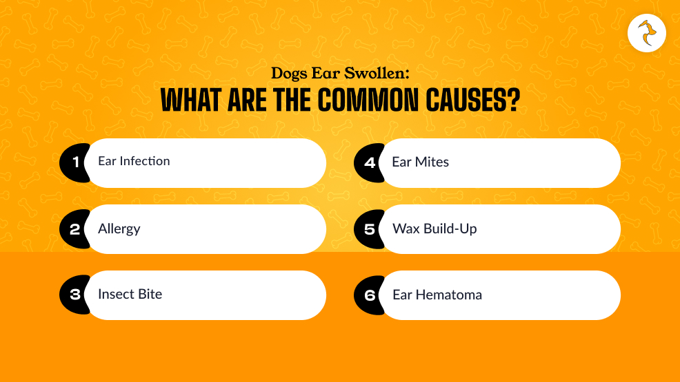 Dogs Ear Swollen_ What Are The Common Causes_