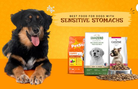 best food for dogs with sensitive stomachs