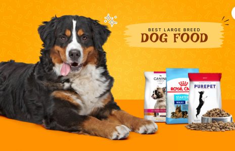 best large breed dog food