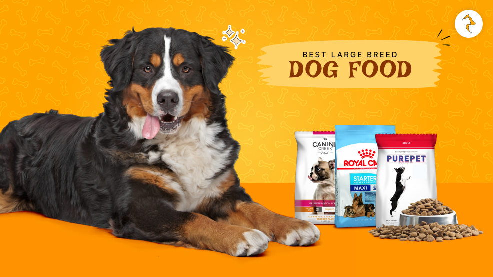 best large breed dog food