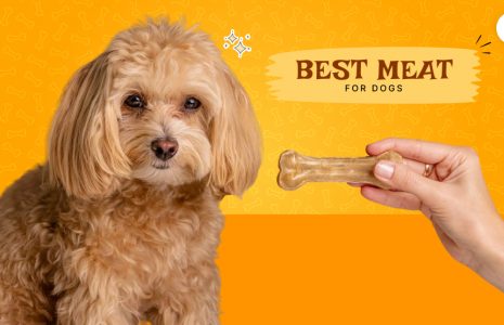 best meat for dogs