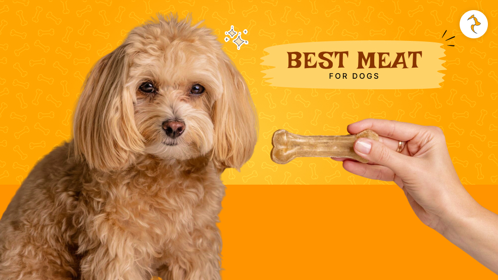 best meat for dogs