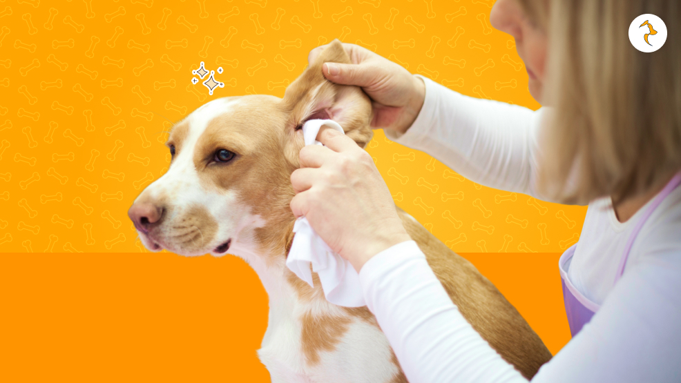 How Can You Take Care Of It At Home_