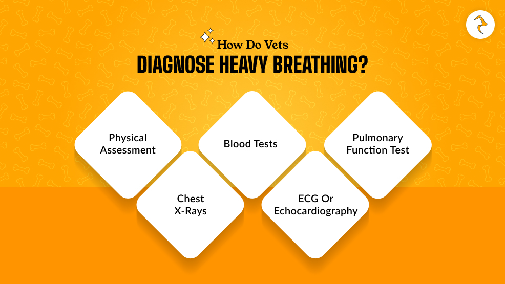 How Do Vets Diagnose Heavy Breathing_