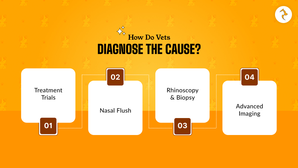 How Do Vets Diagnose The Cause_