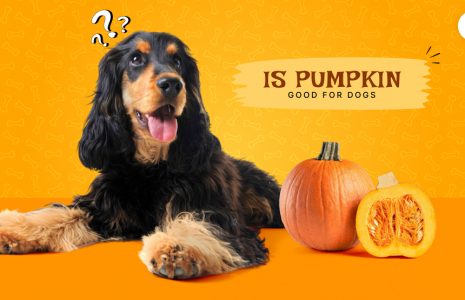 Is pumpkin good for dogs