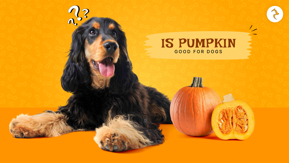 Is pumpkin good for dogs