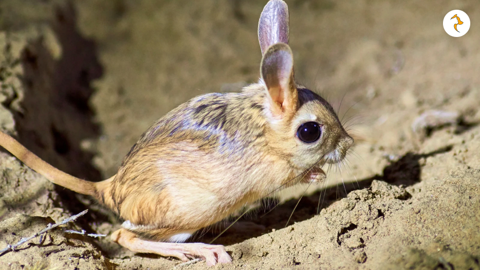 Jerboa