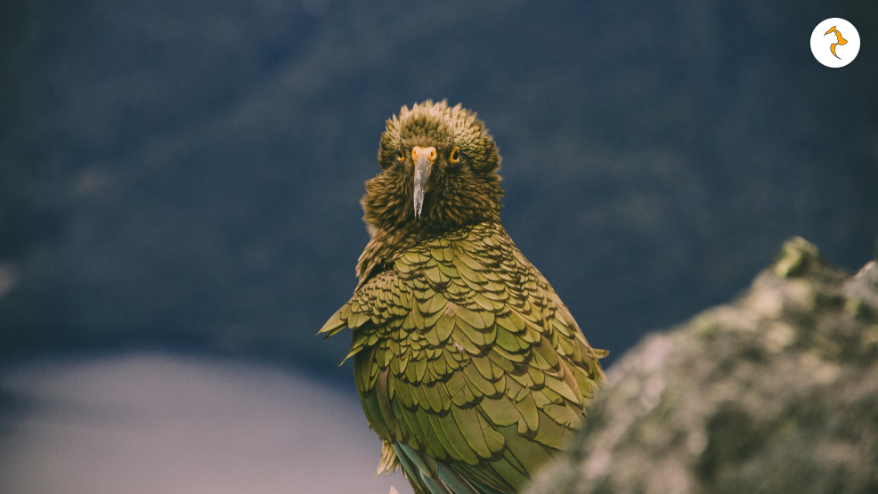 Kakapo