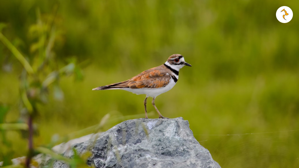 Killdeer