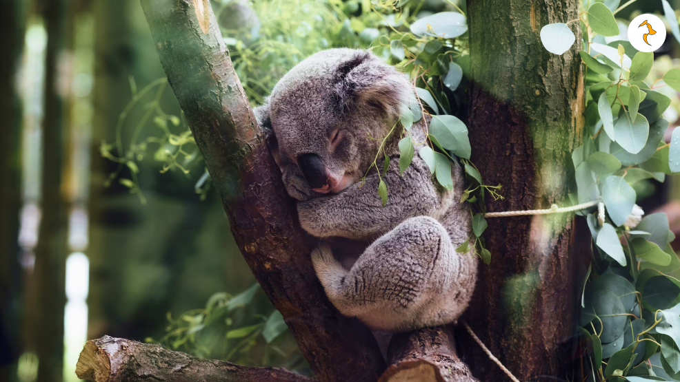 Koala