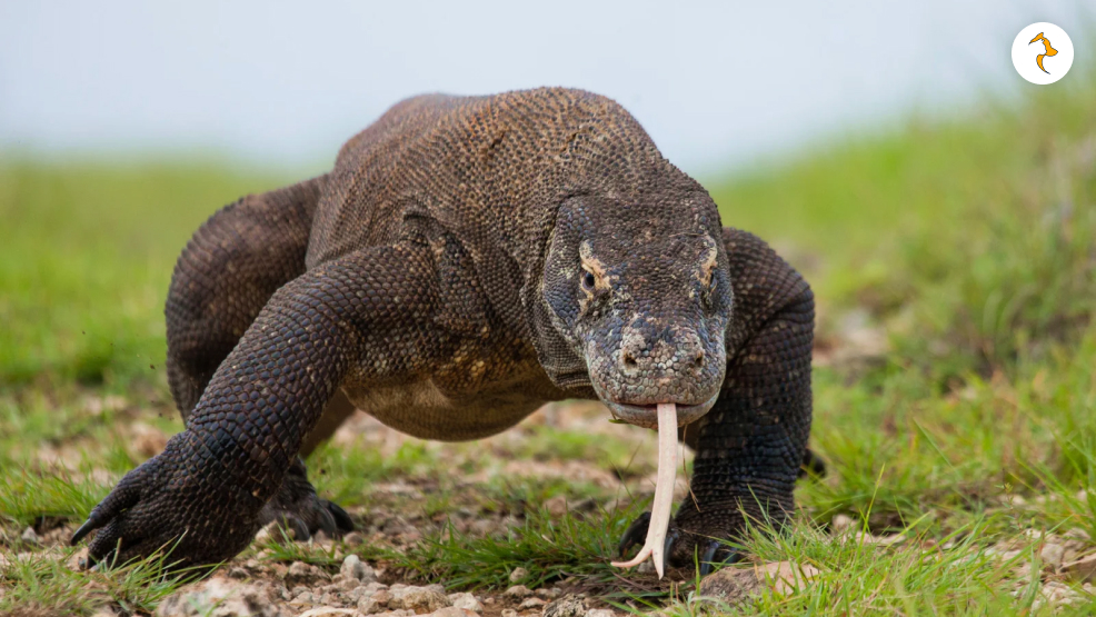 Komodo Dragon