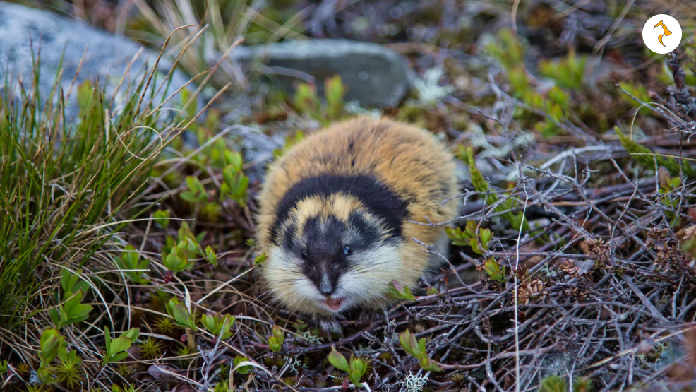 Norwegian Lemmings