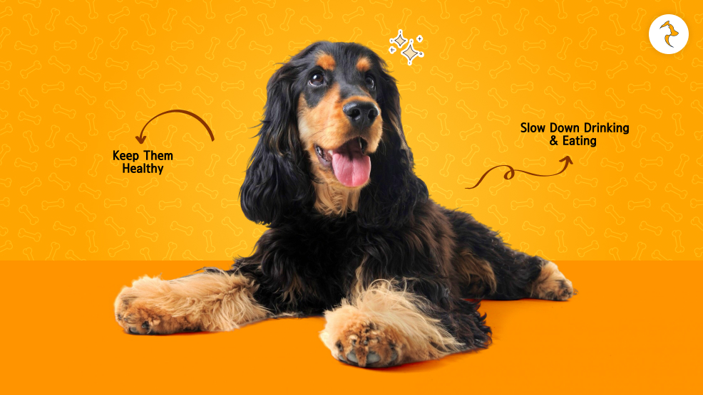 Prevention Tips For Dog Hiccups