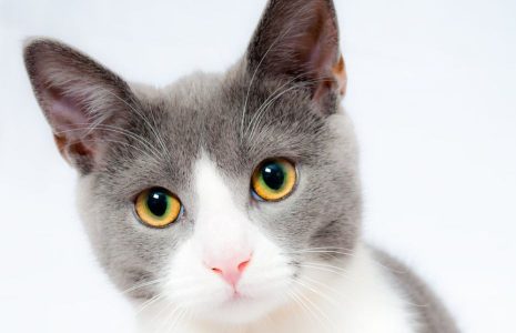 Reducing animal dander