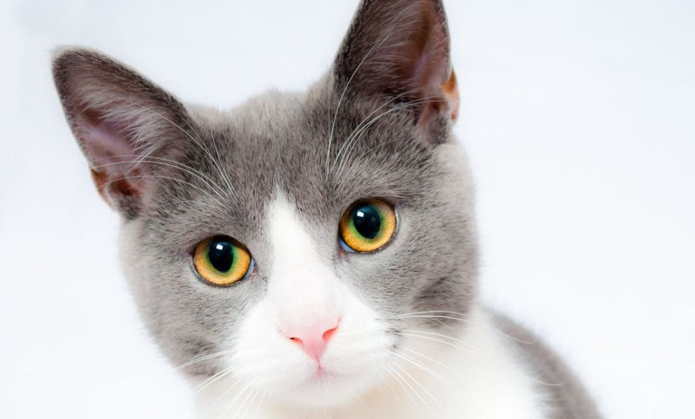 Reducing animal dander