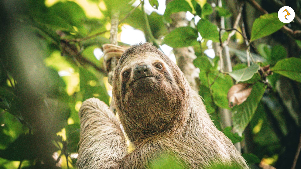 Sloth