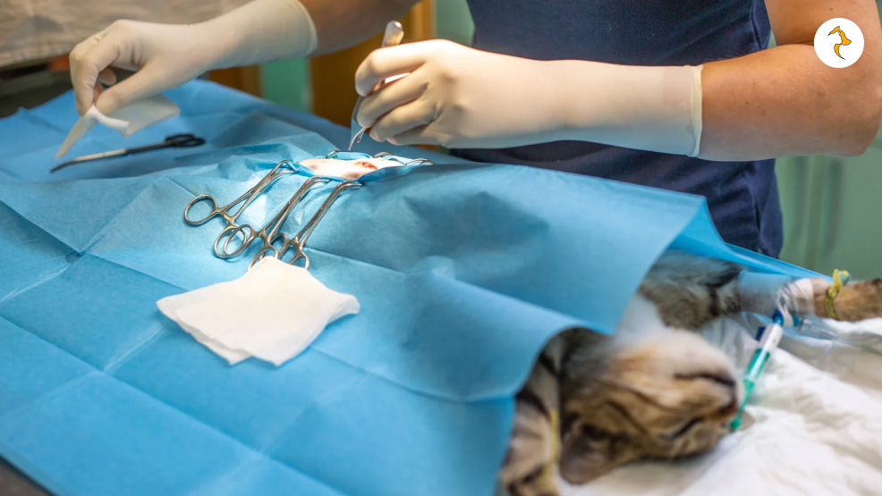 Spaying A Cat_ What Is It_