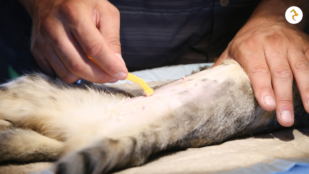 What Does The Procedure Involve_