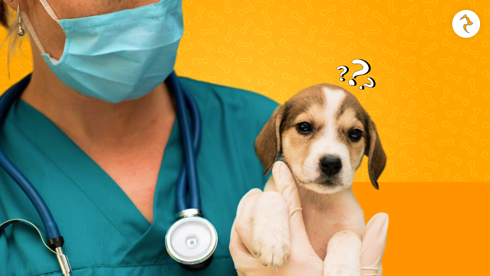 When Should You See A Vet_