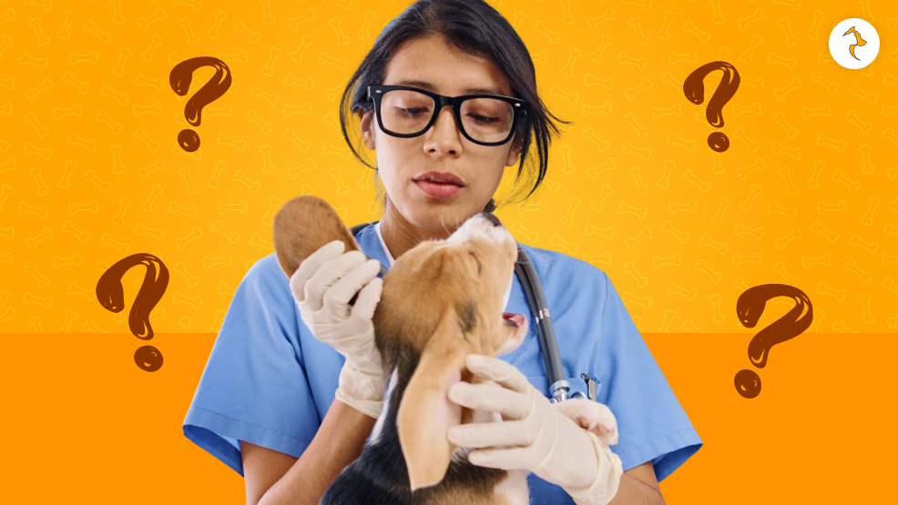 When Should You Take Them To A Vet_ 