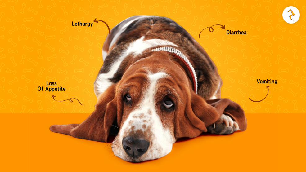 When Should You Take Them To A Vet_