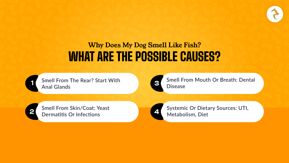 Why Does My Dog Smell Like Fish_ What Are The Possible Causes_