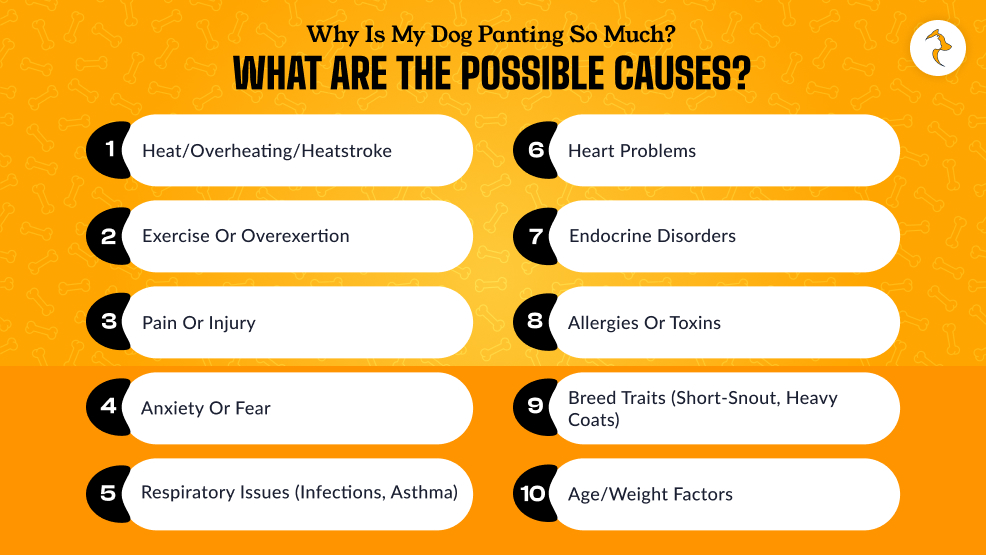 Why Is My Dog Panting So Much_ What Are The Possible Causes_