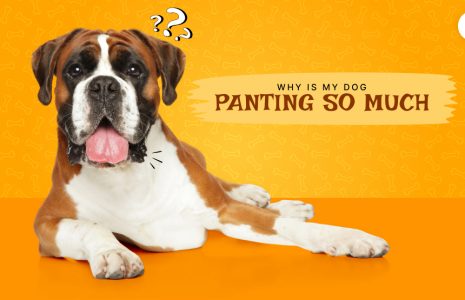 Why is my dog panting so much