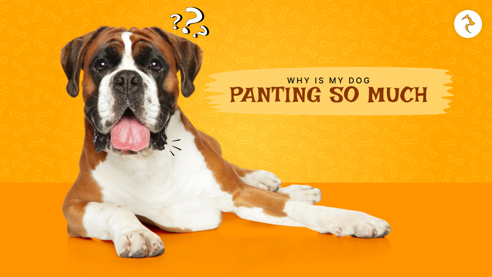 Why is my dog panting so much
