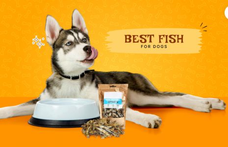 best fish for dogs