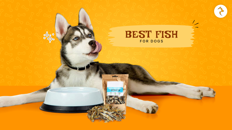 best fish for dogs