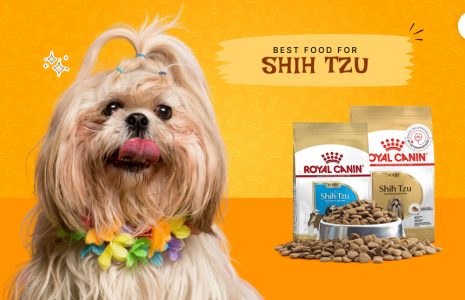 best food for Shih Tzu
