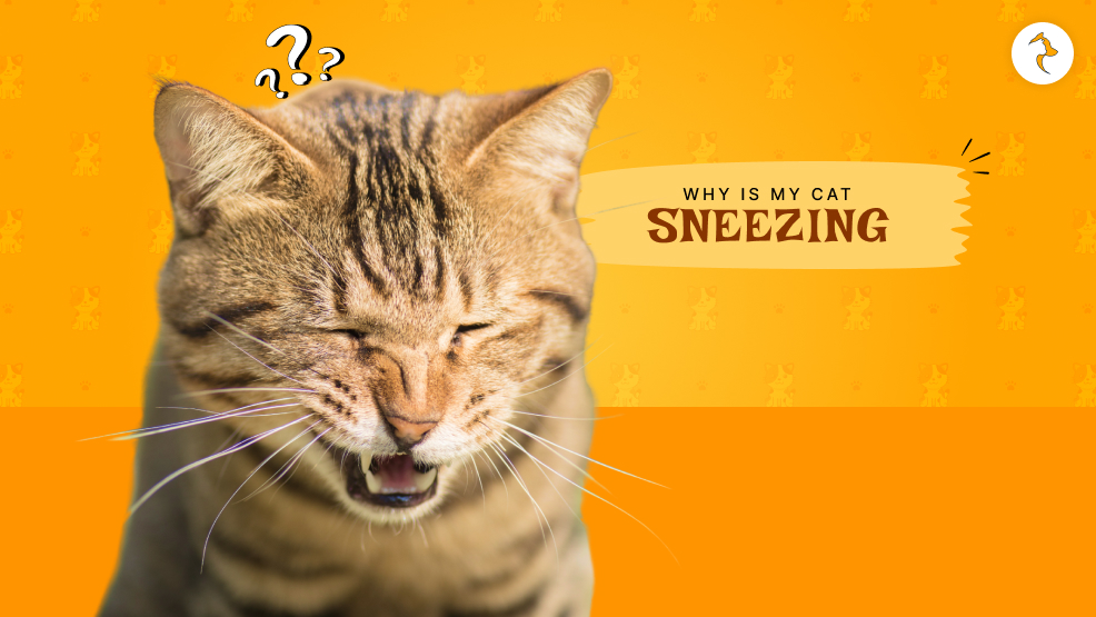 cat sneezing